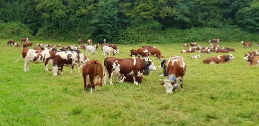 L'appello degli allevatori del Piemonte: &quot;Basta fake news su latte e carne&quot;