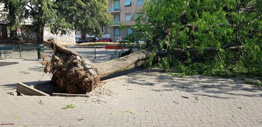 Campidoglio, grosso albero cade per il vento nei giardini “Dispersi sul fronte russo”: tragedia sfiorata (FOTO) Campidoglio, grosso albero cade per il vento nei giardini “Dispersi sul fronte russo”: tragedia sfiorata (FOTO)