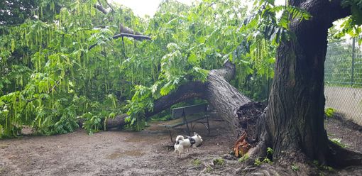 Parco Sempione, albero cade nell'area cani. La rabbia di Petrarulo: "Se ci fosse stato qualcuno ora parleremmo d'altro" Parco Sempione, albero cade nell'area cani. La rabbia di Petrarulo: "Se ci fosse stato qualcuno ora parleremmo d'altro"