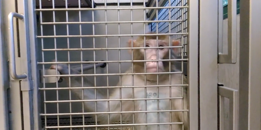L'associazione Gea invita a firmare la petizione per bloccare la sperimentazione sui macachi di Torino