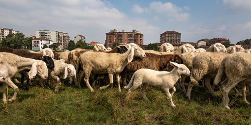 Mirafiori Sud, dopo il "mito", alla ricerca di una nuova identità: da oggi al Polo del '900 Mirafiori Sud, dopo il "mito", alla ricerca di una nuova identità: da oggi al Polo del '900