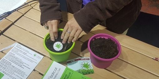 Efficacia e sicurezza della cannabis terapeutica: al via uno studio della Regione Piemonte con l’Università di Torino