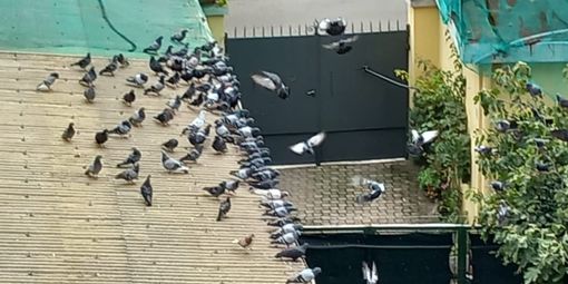 Basse di Dora, &quot;La situazione igienico sanitaria del quartiere è sempre peggio&quot;