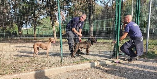 area cani via petrella