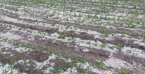 coltivazioni devastate dalla grandine coltivazioni devastate dalla grandine