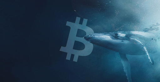 Le balene avevano capito tutto e si erano fiondate su BTC appena era sceso sotto 70 mila dollari Le balene avevano capito tutto e si erano fiondate su BTC appena era sceso sotto 70 mila dollari