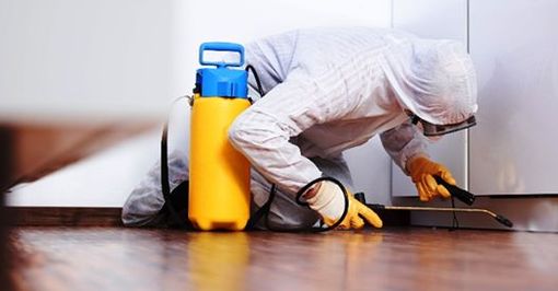 Con Eliotec disinfestazione e sanificazione per vivere meglio la vostra estate Con Eliotec disinfestazione e sanificazione per vivere meglio la vostra estate