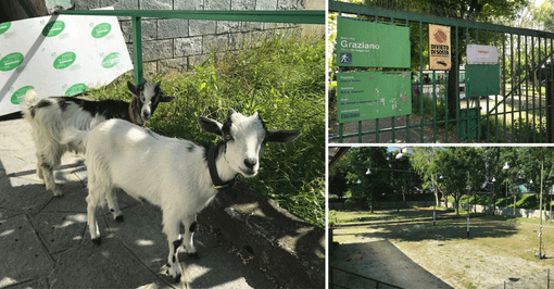 Bianca e Yuri: due caprette e tanti bimbi per far rivivere la bocciofila Graziano [VIDEO]