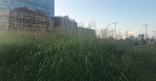 Erba alta a Torino, la giungla urbana rende pericolose le rotonde: allarme in città Erba alta a Torino, la giungla urbana rende pericolose le rotonde: allarme in città