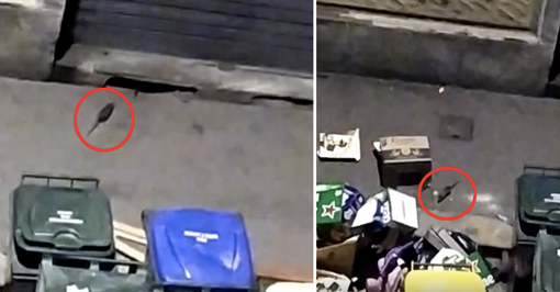 Aurora, via Carmagnola tra topi e rifiuti. Alessi (Fdi): “Tutto questo nell'indifferenza della Città” [VIDEO]