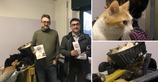 A Torino il 2020 sarà l'anno del gatto, Unia: "Tanti mici in città, prendiamocene cura"