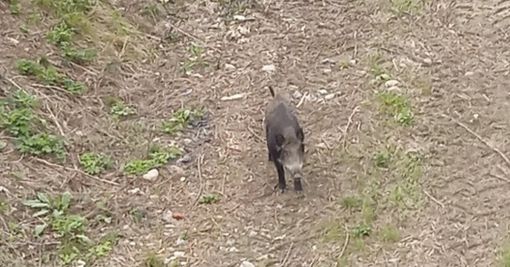 Altro che metro 2, nel vecchio trincerone spunta un cinghiale
