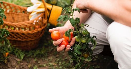 orti urbani orti urbani