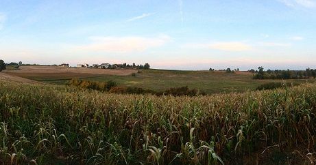 Ostenga Organics, il mais bianco autoctono coltivato sulle colline torinesi Ostenga Organics, il mais bianco autoctono coltivato sulle colline torinesi