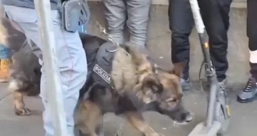 Sicurezza in città, blitz ad alto impatto della Polizia di Stato Sicurezza in città, blitz ad alto impatto della Polizia di Stato