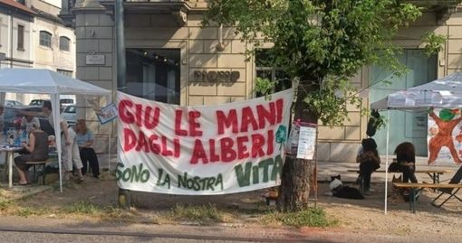 Alberi corso Belgio, Lo Russo: "Attendiamo consulenza per decidere come procedere" Alberi corso Belgio, Lo Russo: "Attendiamo consulenza per decidere come procedere"