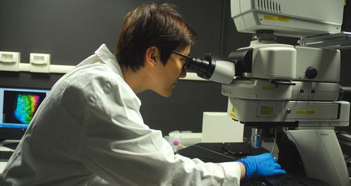 Ringiovanire il cervello? La chiave potrebbero essere i neuroni "immaturi"