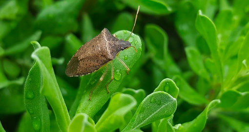 Il clima mite fa scattare l'allarme delle cimici, con un nuovo "nemico" Il clima mite fa scattare l'allarme delle cimici, con un nuovo "nemico"