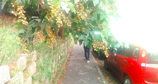 Vegetazione fitta in via Pietro Cossa: &quot;I pedoni non riescono a passare sul marciapiede&quot;