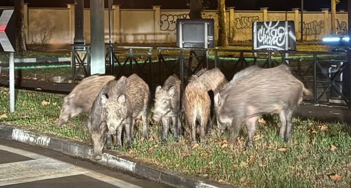 Cinghiali a Mirafiori, lettera a Tresso: “Soluzioni diverse dall’abbattimento”