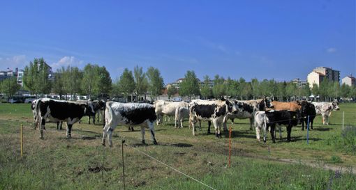 Orti didattici e pastori nel nuovo Parco Piemonte: a Mirafiori l'agricoltura di domani [FOTO]