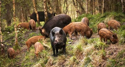 Invasione di cinghiali alla Mandria, Confagricoltura Torino chiede misure urgenti Invasione di cinghiali alla Mandria, Confagricoltura Torino chiede misure urgenti