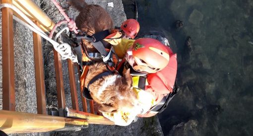 Cane cade dall'argine dei Murazzi, i pompieri lo recuperano dopo averlo imbragato con un "pannolone" Cane cade dall'argine dei Murazzi, i pompieri lo recuperano dopo averlo imbragato con un "pannolone"