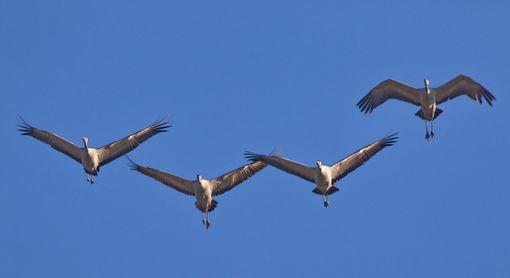 volo di gru nella tipica formazione a V volo di gru nella tipica formazione a V