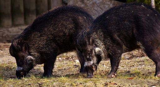 Emergenza cinghiali: la Città metropolitana chiede alla Regione Piemonte più personale faunistico ambientale