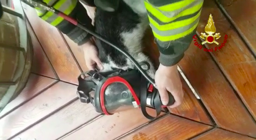 Bloccati in un incendio, i gattini salvati con la maschera d'aria dai vigili del fuoco Bloccati in un incendio, i gattini salvati con la maschera d'aria dai vigili del fuoco