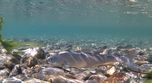 Il Temolo adriatico che vive tra Po e Pellice