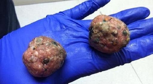 Ancora bocconi avvelenati a Mirafiori, labrador salvato per miracolo Ancora bocconi avvelenati a Mirafiori, labrador salvato per miracolo