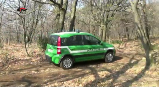 Lotta al bracconaggio: nei guai un 62enne che ha sparato a un cervo, lasciandolo morire tra atroci sofferenze [VIDEO]