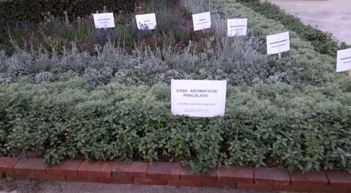 Il Viverbe a Pancalieri è stato annullato e il prossimo anno tornerà alle origini