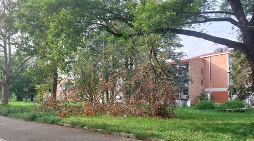 Albero caduto a terra