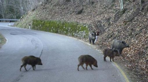 foto di repertorio foto di repertorio