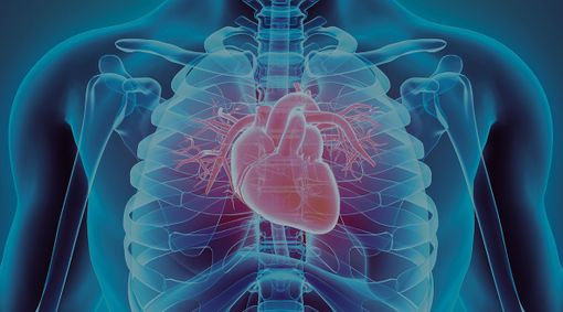 corpo umano con cuore in trasparenza