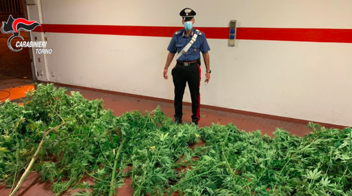 Coltiva marijuana nel giardino di casa, arrestato dai carabinieri il &quot;contadino della droga&quot; [VIDEO]