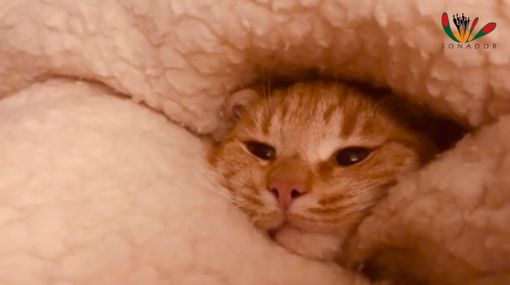 Nato in primavera durante il lockdown, torna il ‘Coll-Age 19’ di Sonador Nato in primavera durante il lockdown, torna il ‘Coll-Age 19’ di Sonador