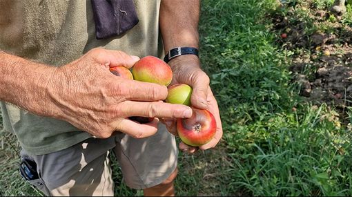 Caldo afoso, il fenomeno nuovo della frutta che “si scotta”: nel Torinese già perso il 15% dei raccolti Caldo afoso, il fenomeno nuovo della frutta che “si scotta”: nel Torinese già perso il 15% dei raccolti