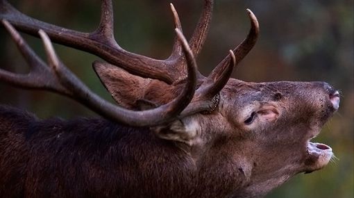 Castellamonte, bracconiere uccideva cervi e camosci per poi venderli clandestinamente Castellamonte, bracconiere uccideva cervi e camosci per poi venderli clandestinamente