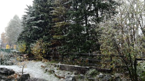 È arrivata la neve: stamattina primi fiocchi in alta Valle di Susa e alta Val Chisone [VIDEO]