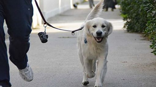 Il Comune di Nichelino cerca volontari per i cani delle persone in quarantena Il Comune di Nichelino cerca volontari per i cani delle persone in quarantena