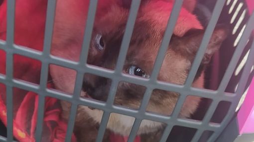 Rogo in via Carlo Vidua, i vigili del fuoco mettono in salvo un gatto