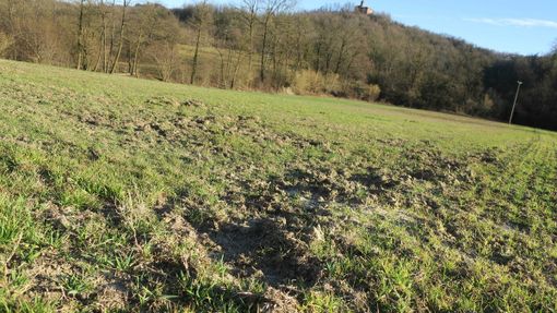 Gli agricoltori Pier Luigi Lagna e Lauretta Minetto e, sotto, i danni ai campi Gli agricoltori Pier Luigi Lagna e Lauretta Minetto e, sotto, i danni ai campi