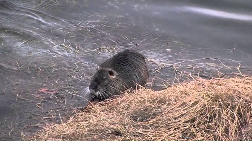 Troppe nutrie a Brandizzo, scatta la multa per chi viene beccato a dar loro da mangiare