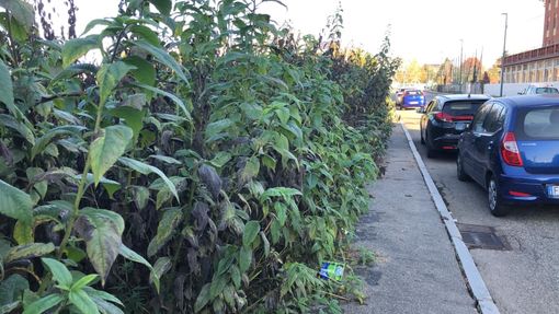 Parella, il prato ridotto a “selva” diventa una discarica a cielo aperto