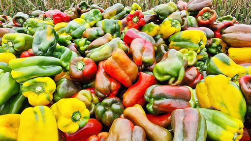 Coldiretti Torino: "Il peperone di Carmagnola esempio di agricoltura attenta all'ambiente"