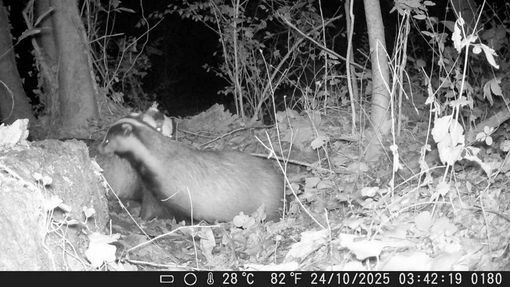 L'immagine di un tasso al parco del Meisino L'immagine di un tasso al parco del Meisino