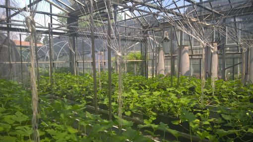 il centro di ricerche di Agroinnova